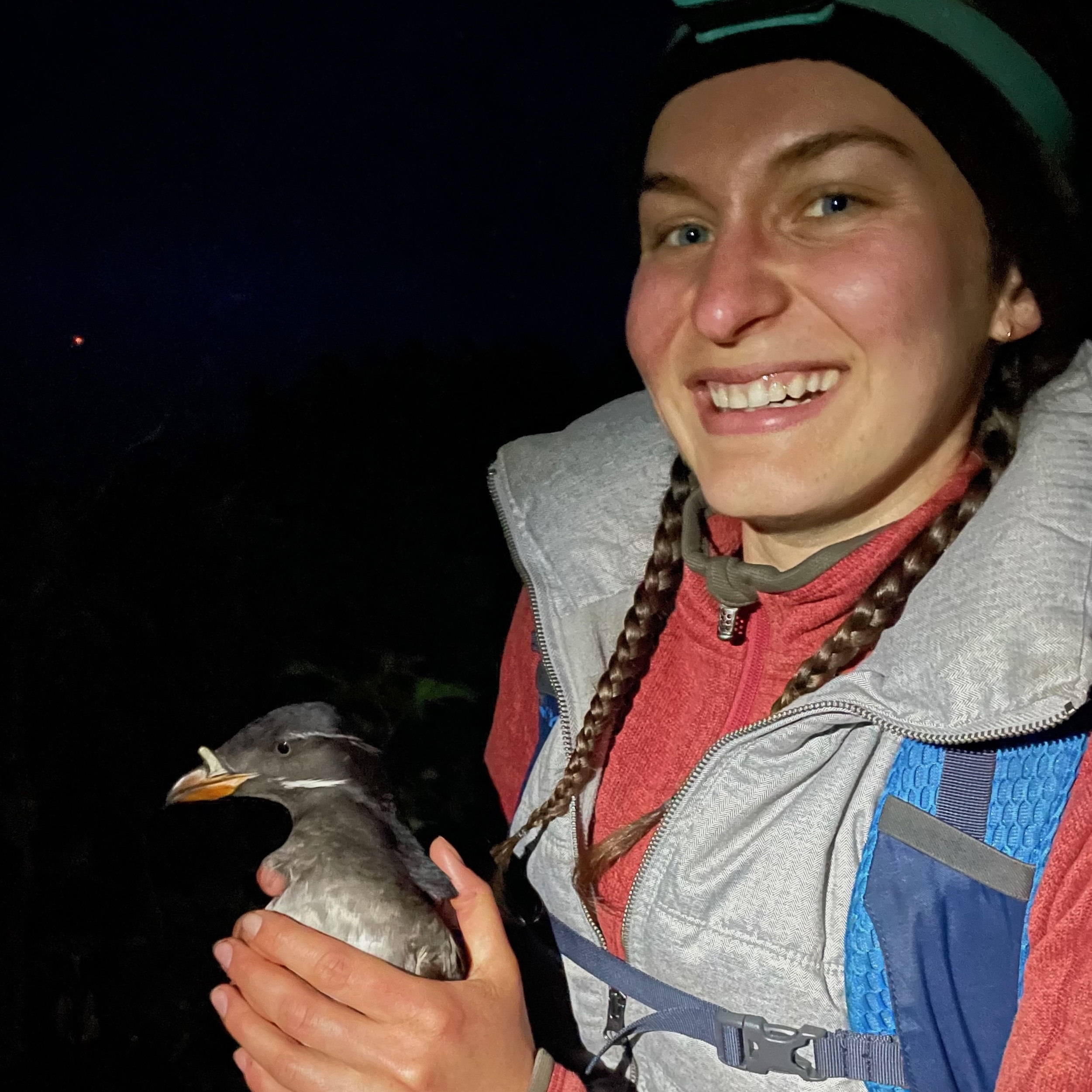 Rhinoceros Auklet Research for Alaska Maritime NWR, St. Lazaria, Alaska