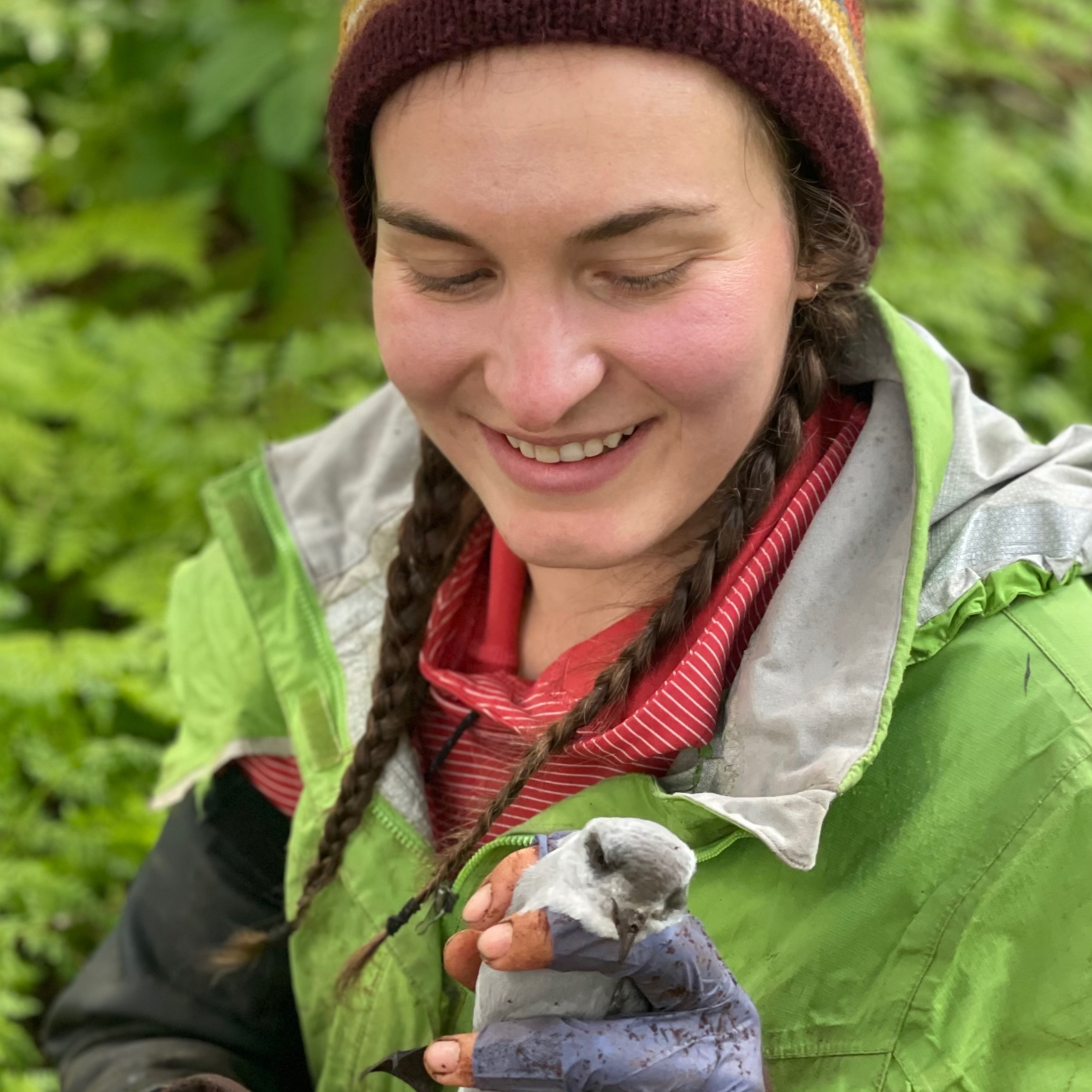 Storm-Petrel Research for Alaska Maritime NWR, St. Lazaria, Alaska